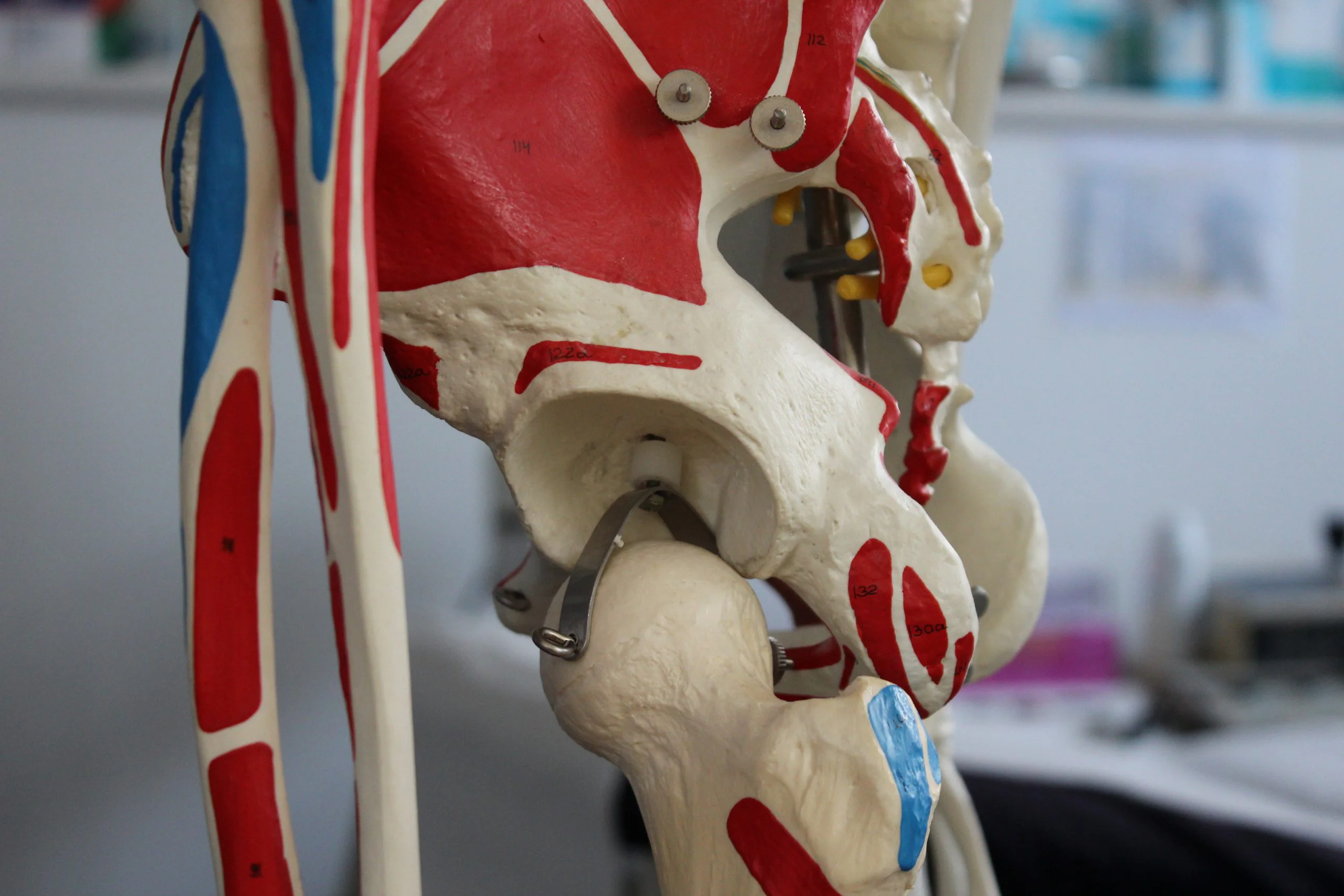 Anatomical model of the pelvis and hip joint used during assessment at Applied Pilates, London Colney, St Albans
