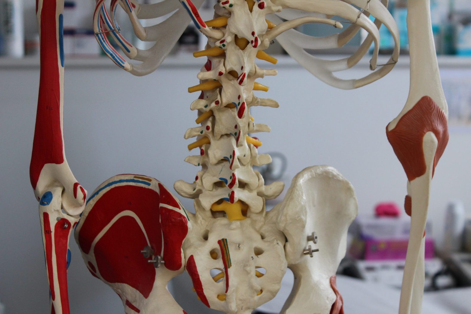 Anatomical model of the lumbar spine and pelvis used during back pain assessment at Applied Pilates, St Albans