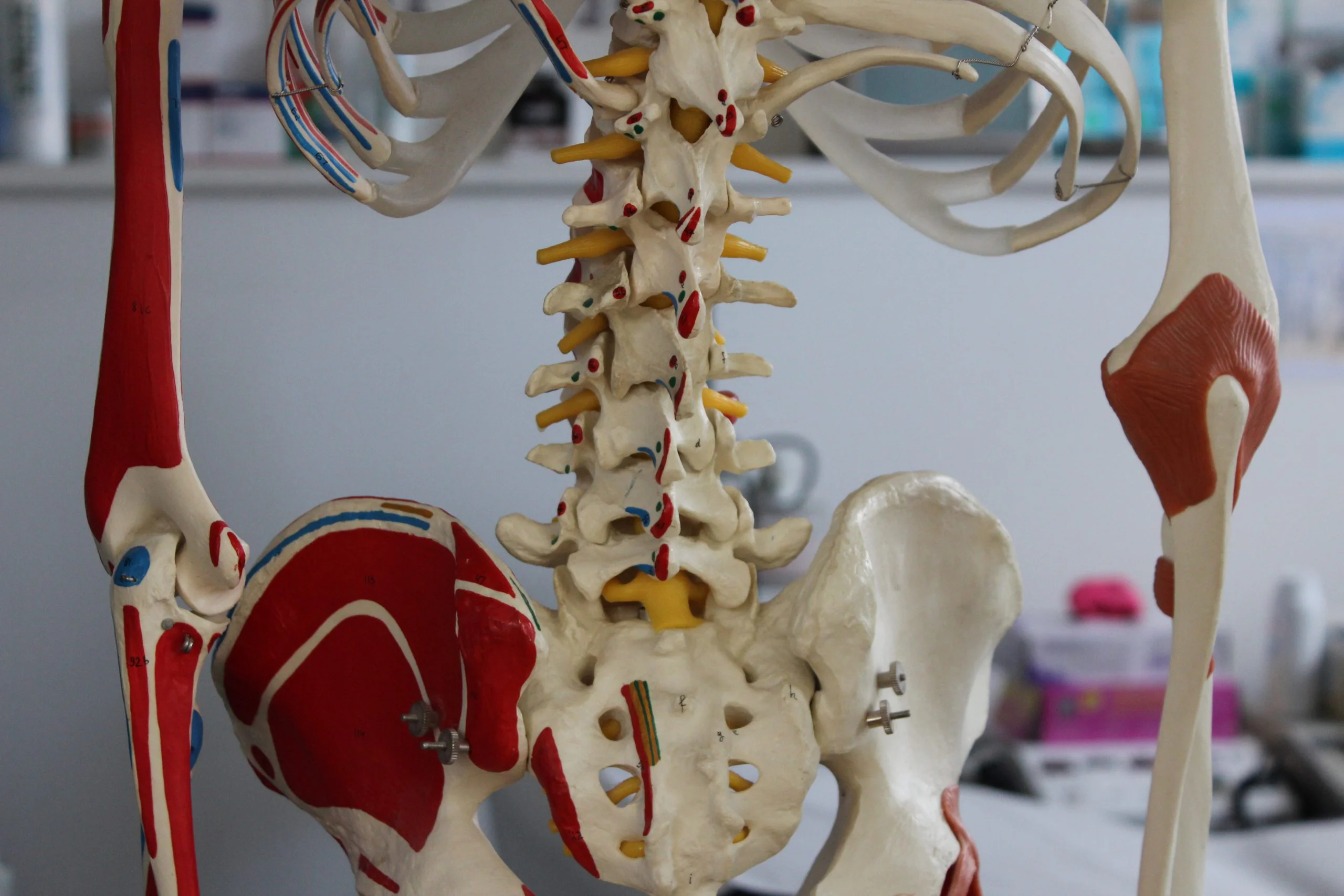 Anatomical model of the lumbar spine and pelvis used during back pain assessment at Applied Pilates, St Albans