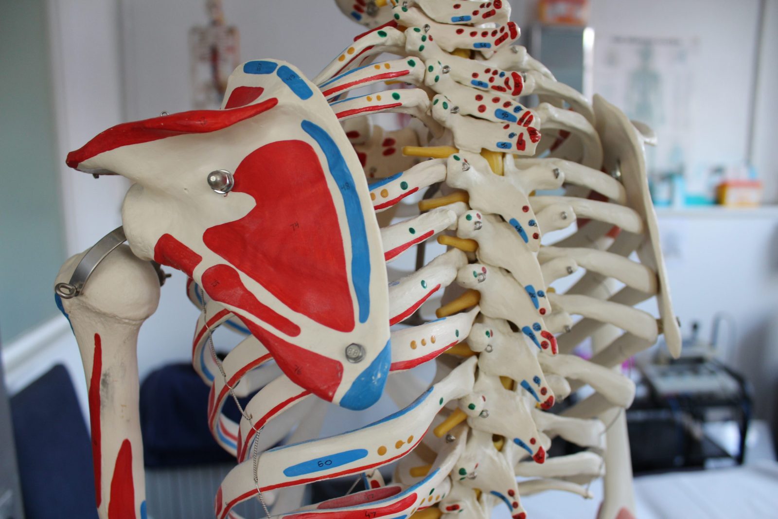Anatomical model of the shoulder girdle and scapula used during assessment at Applied Pilates, St Albans