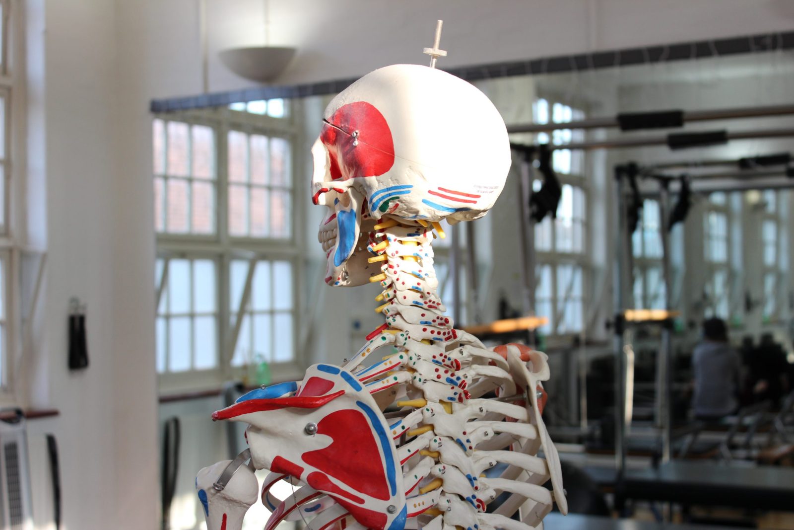 Anatomical model of the cervical spine and skull used to explain desk-related neck and back pain at Applied Pilates, St Albans