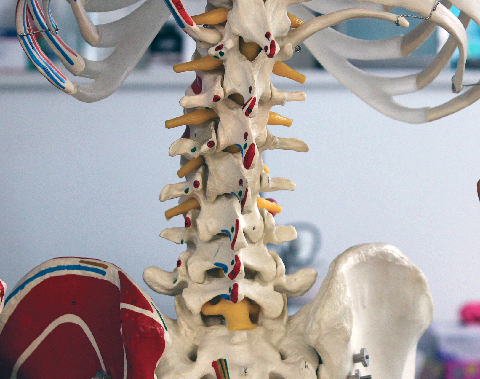 Facet joint -Zygapophygeal-Joint-Syndrome-Neck-Osteolates-Therapy-Applied-Pilates-St-Albansand pelvis in frame.